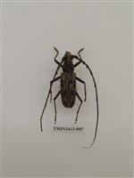 藏品(刺胸山天牛)的圖片